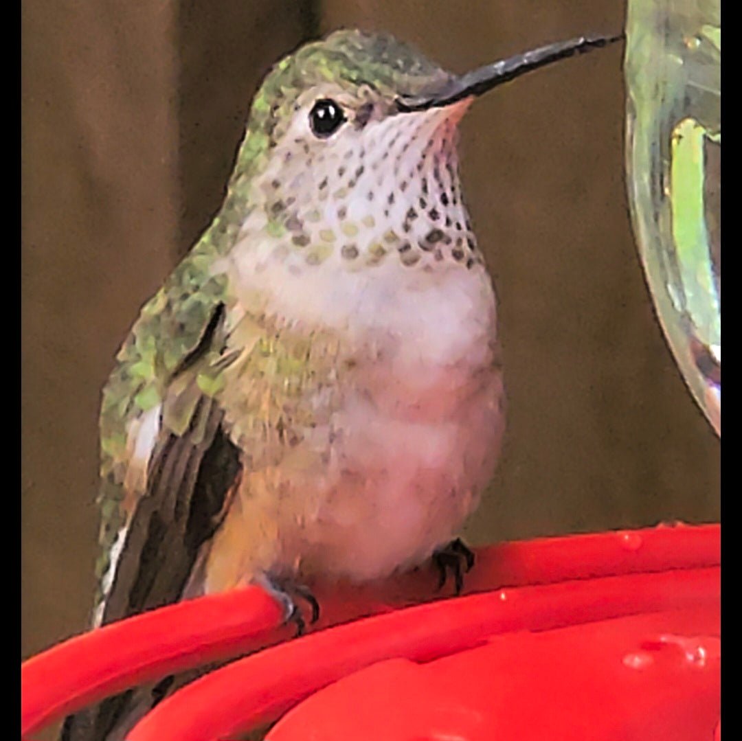 Hummingbird Feeders - HummViewer