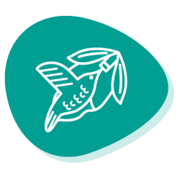 Experience Hummingbirds