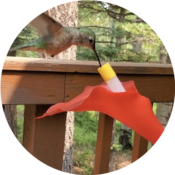 A hummingbird drinking from a hummviewer flower