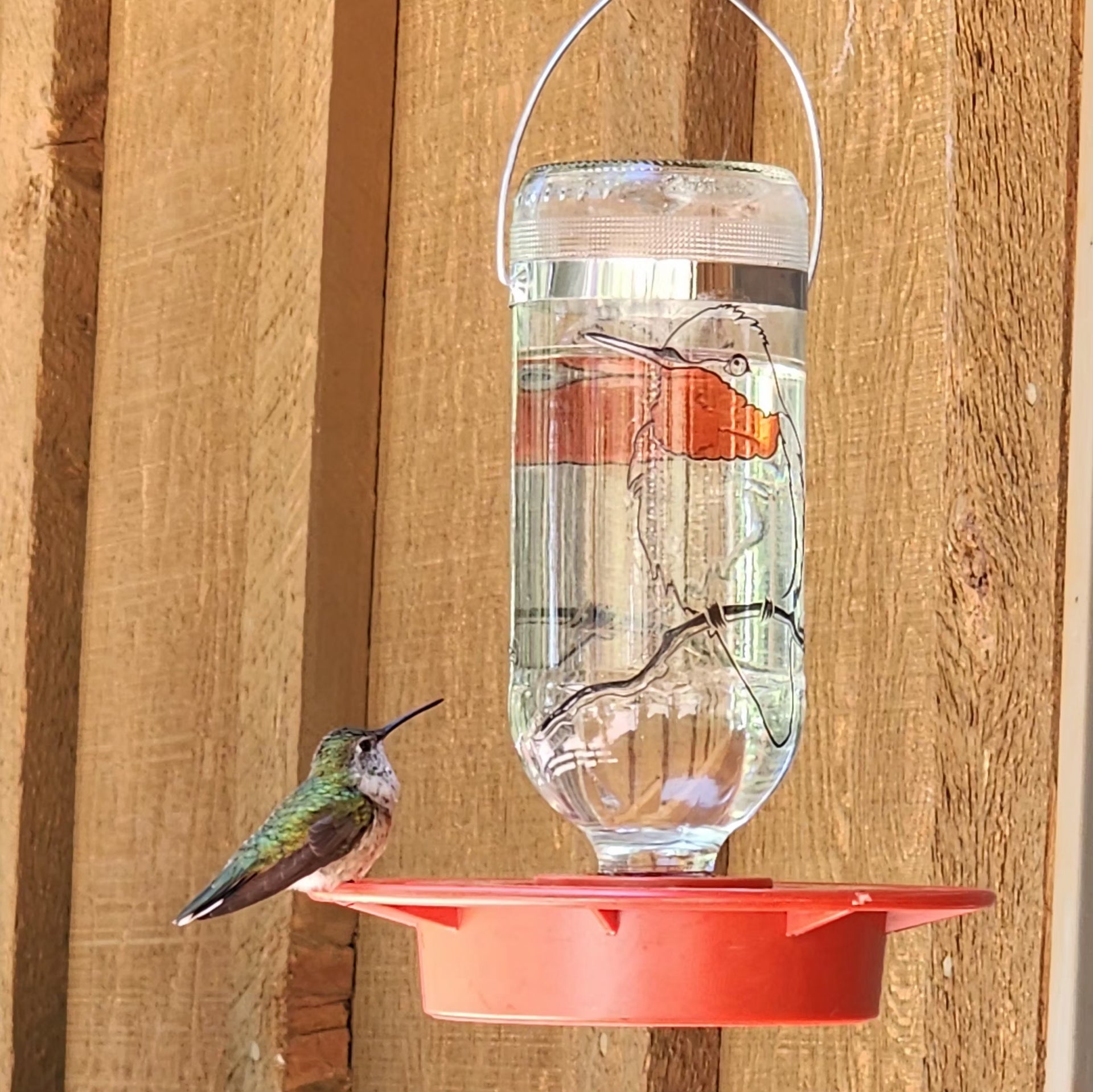 hanging planter hummingbird feeder 32 oz. Hummingbird Feeder Bird on a Branch Design