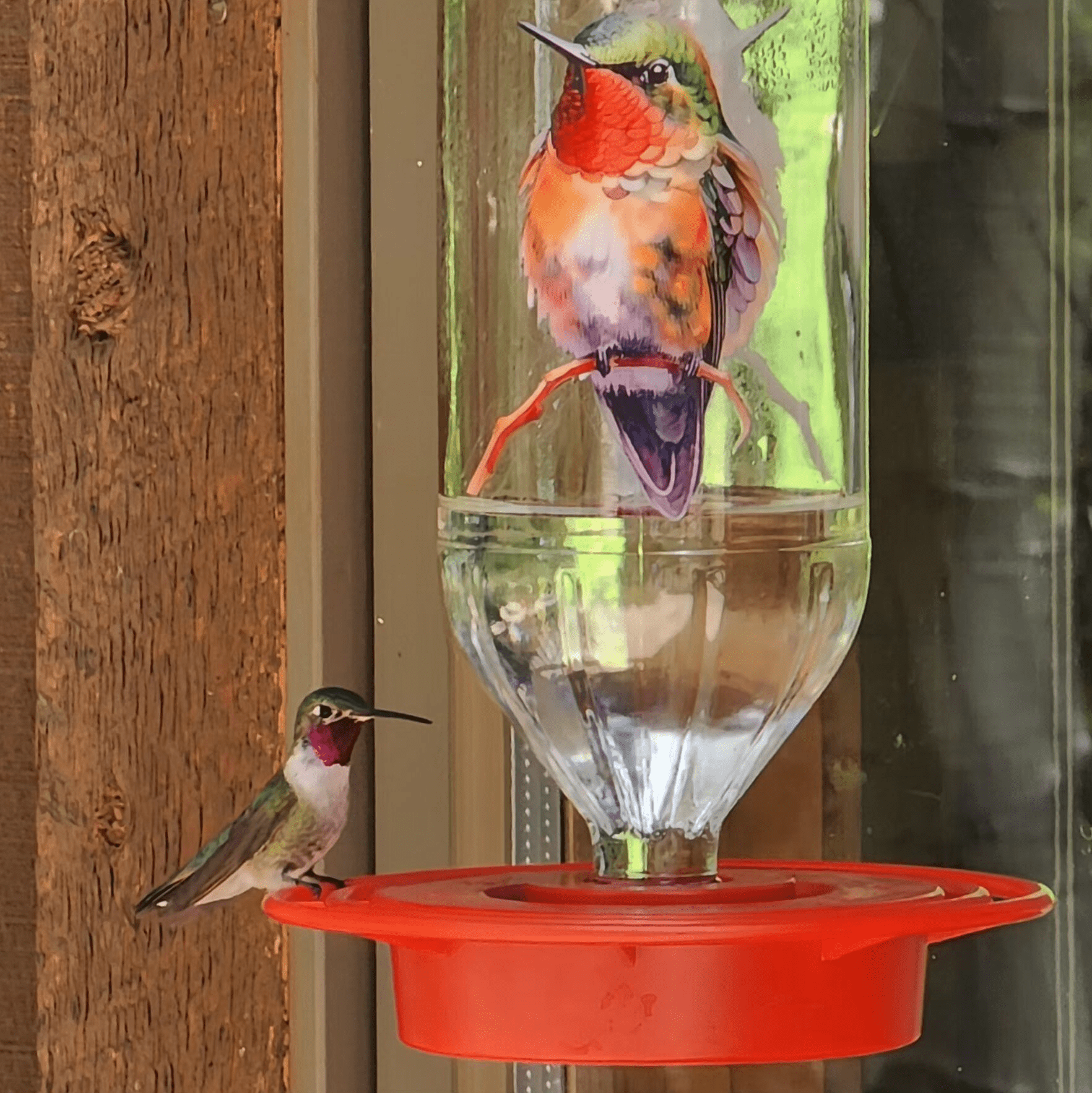 Glass Hummingbird Feeder 32 oz. - HummViewer