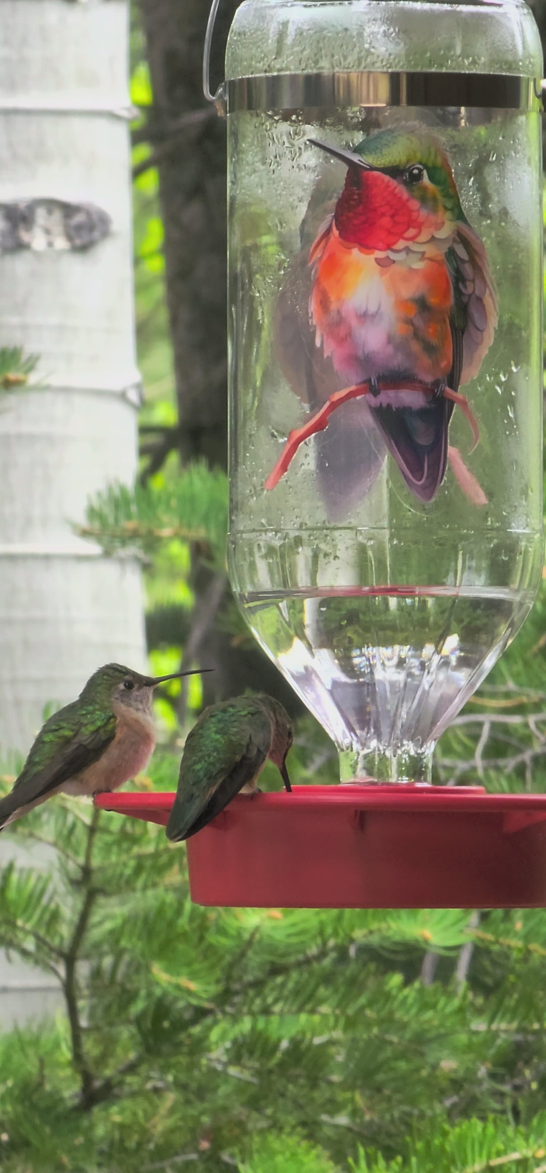 Glass Hummingbird Feeder 32 oz.